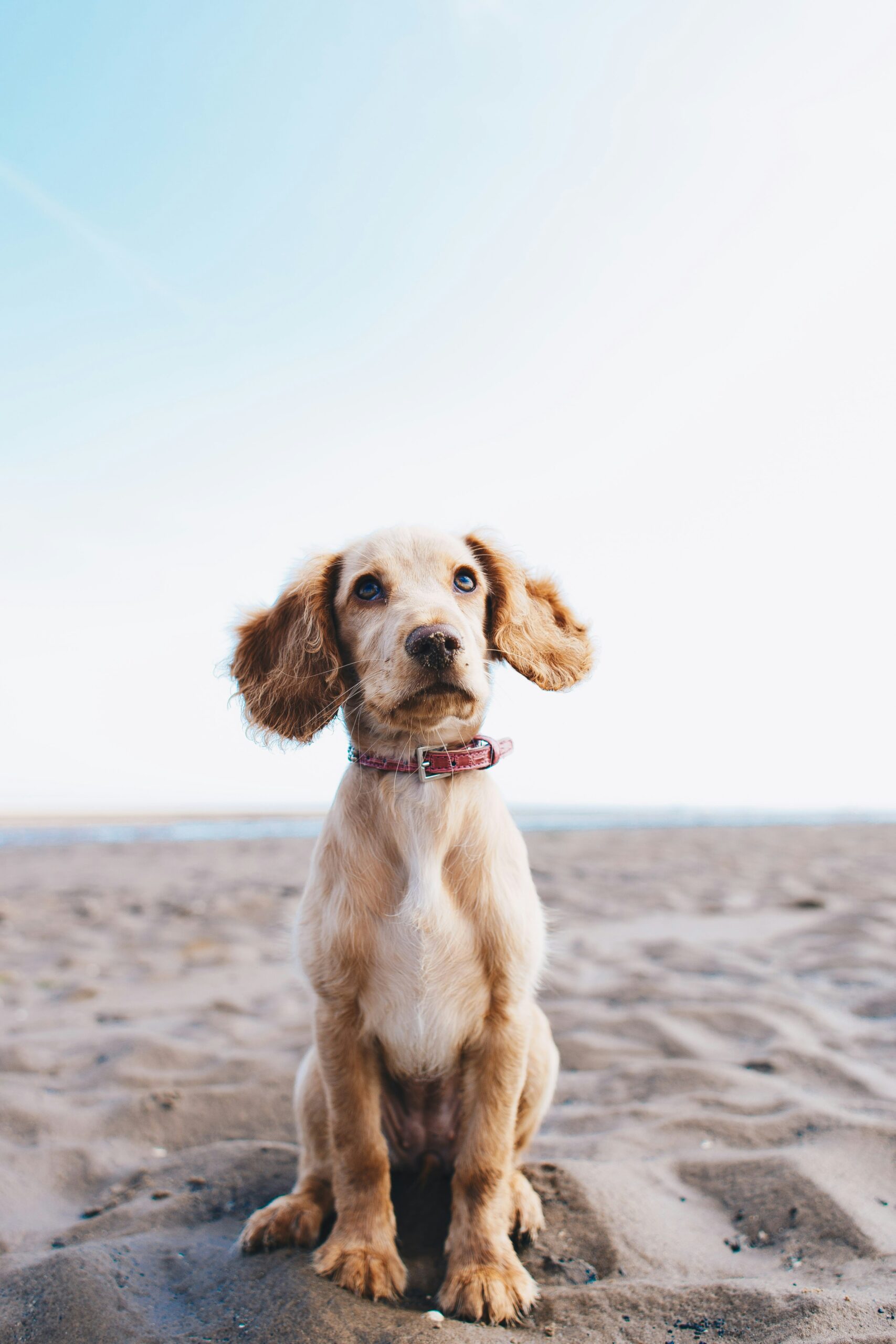 Dog on beach